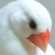 ジュリー7の画像