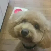 まーやん