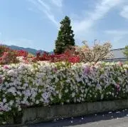nishop☆の画像