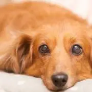 花っちの画像