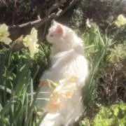 Ciyunの画像