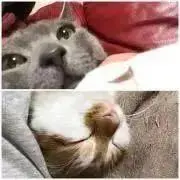 うりの画像