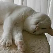 くるるの画像