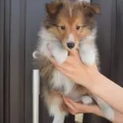 シェリー