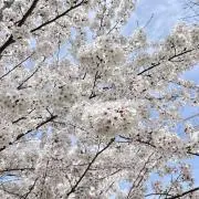 lemiiの画像