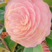美愛の画像