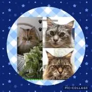 arisa88cat