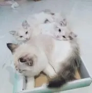 黒の画像