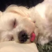 たまの画像