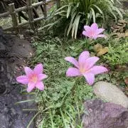 さっち✿の画像