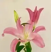 なおねえの画像
