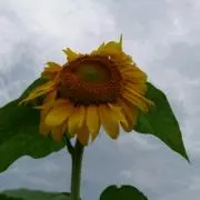 vivamyro1009の画像