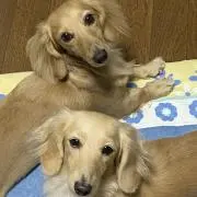 ちこちゃん