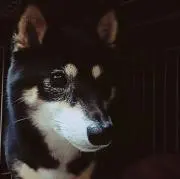 こはなの画像