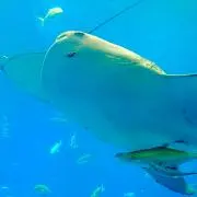 じんべえさんの画像