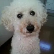まろんの画像