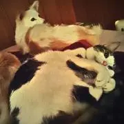 のんかー