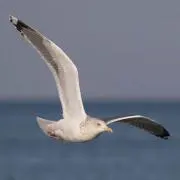あぱーの画像