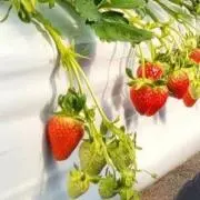 おんぷの画像