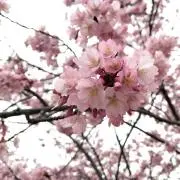 mieの画像