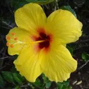 flowerの画像
