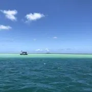 Do.33の画像