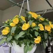 ちゃとらんの画像