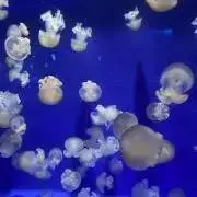 ゆきの画像