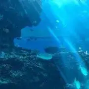 nkksの画像