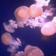 餅米の画像