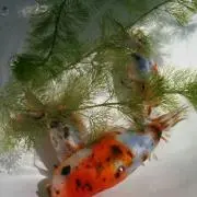 ☆金魚花火☆