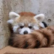 パトラッシュ