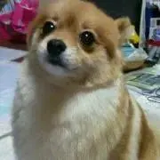 ぽめの画像