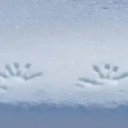 ゆゆ