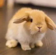 ꒰ঌ綿菓子太郎໒꒱の画像