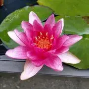 よっちゃん