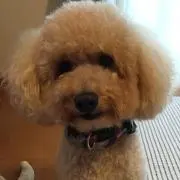 muffinの画像