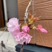 aner⁂の画像
