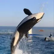 非売品 新品未使用品 グランドセイコーレザーベルト23mmネイビー