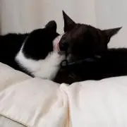 のんラブ