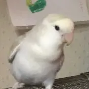 おにゅうにゅう 地味変鳥Xの画像