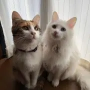 ♡モコモコ♡の画像