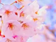 さくら