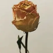 ジャックの画像