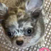 えれな