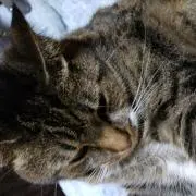 ##ソーダ##の画像