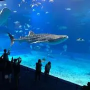 ぃもの画像