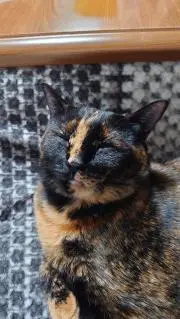 のあもも