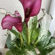馬蹄蓮さんの画像