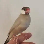 みゆママ